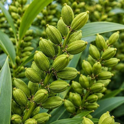 Cardamom Seeds For Planting - Heirloom Herb Plant for Home Gardens