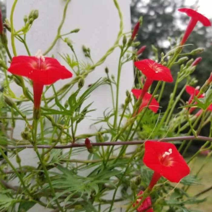 Cardinal Climber Seeds