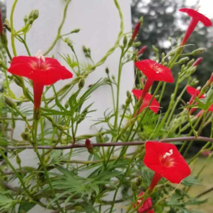 Cardinal Climber Seeds