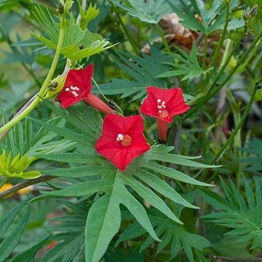 Cardinal Climber Seeds