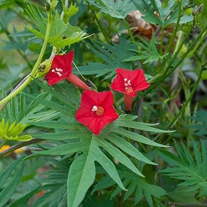 Cardinal Climber Seeds