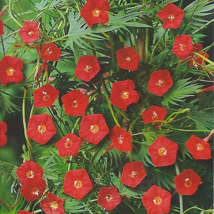 Cardinal Climber Seeds