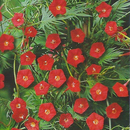 Cardinal Climber Seeds