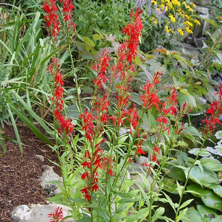 Cardinal Flower Seeds - Heirloom Flower Plant for Home Gardens