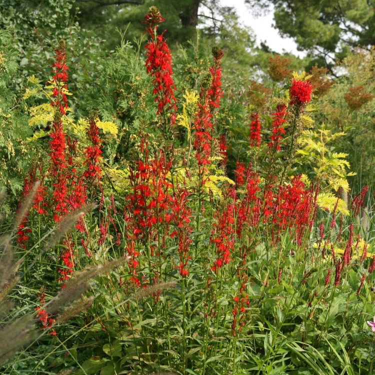 Cardinal Flower Seeds - Heirloom Flower Plant for Home Gardens
