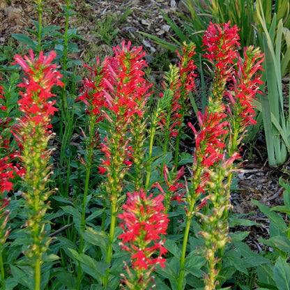 Cardinal Flower Seeds - Heirloom Flower Plant for Home Gardens