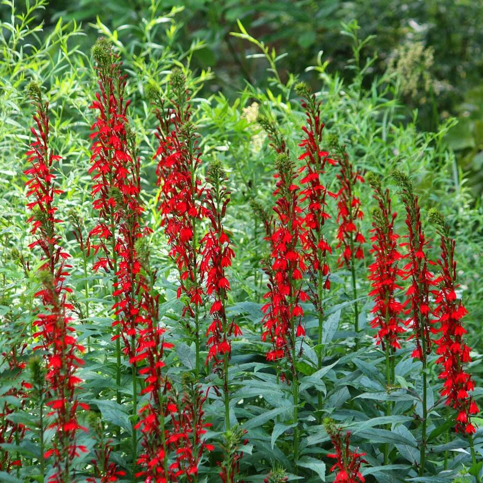 Cardinal Flower Seeds - Heirloom Flower Plant for Home Gardens