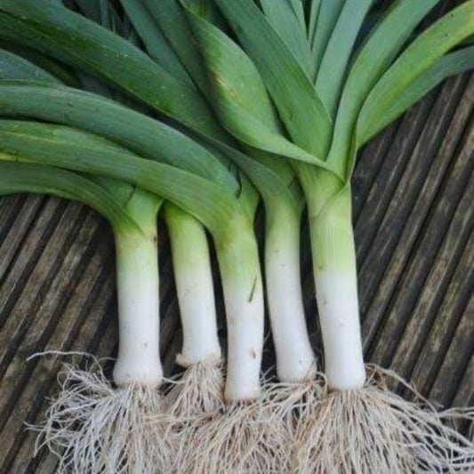 Carentan Leek Seeds 