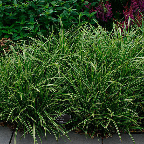 Carex Seeds - Ornamental Grass Plant for Home Gardens
