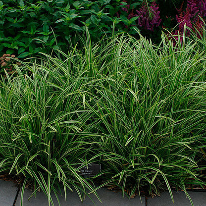 Carex Seeds - Ornamental Grass Plant for Home Gardens