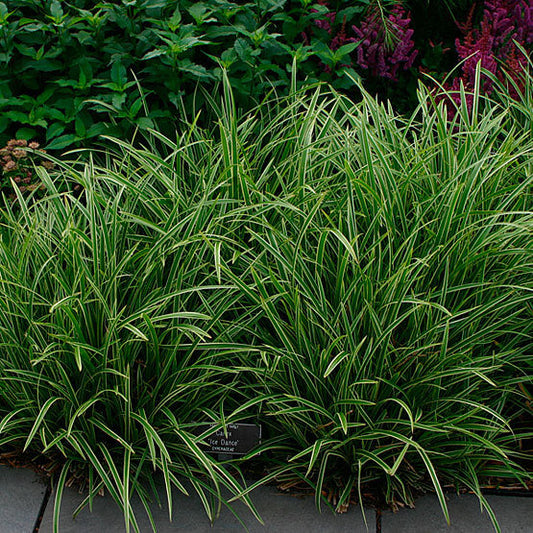 Carex Seeds - Ornamental Grass Plant for Home Gardens