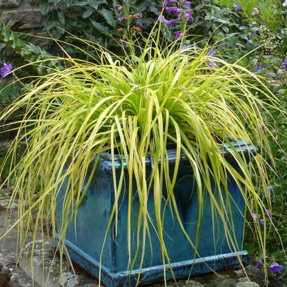 Carex Seeds - Ornamental Grass Plant for Home Gardens