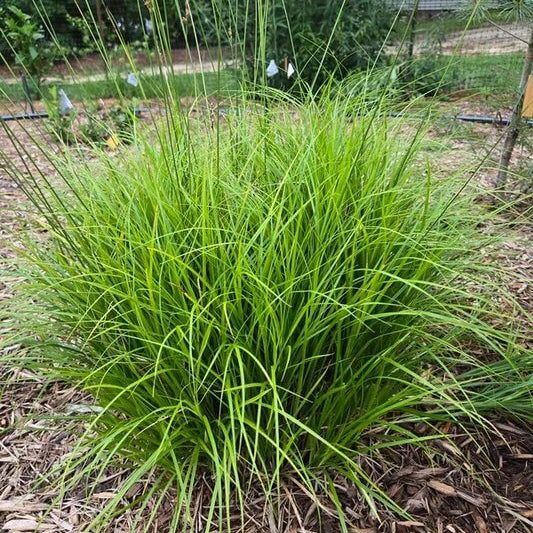 Carex Seeds - Ornamental Grass Plant for Home Gardens