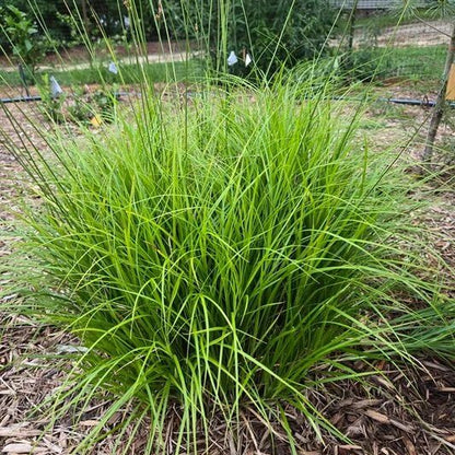 Carex Seeds - Ornamental Grass Plant for Home Gardens