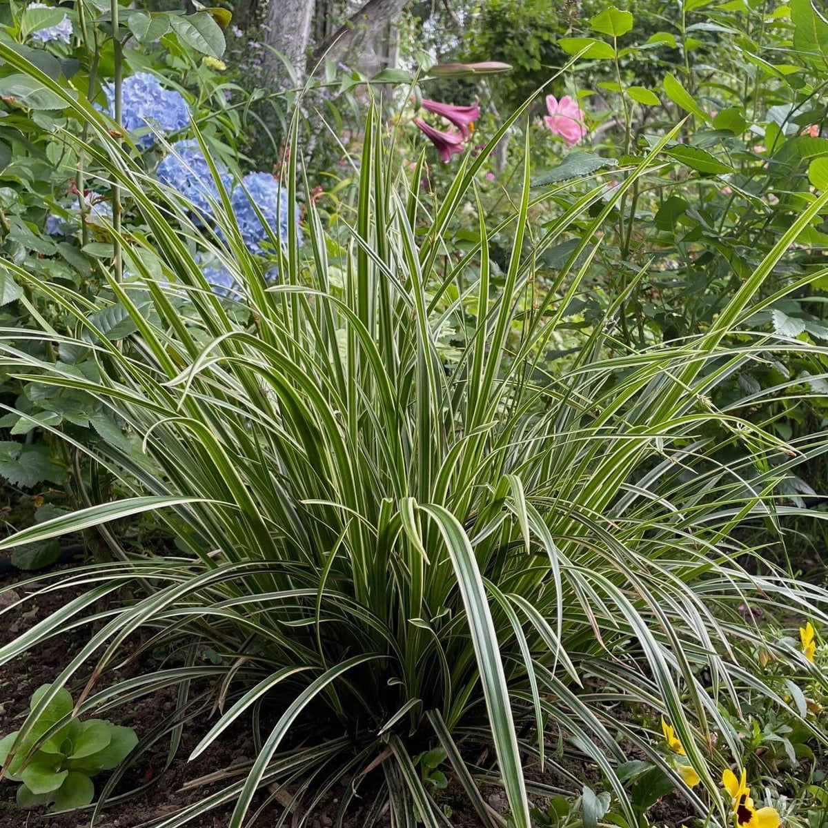Carex Seeds - Ornamental Grass Plant for Home Gardens