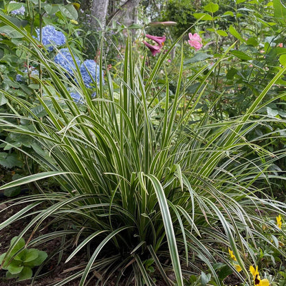 Carex Seeds - Ornamental Grass Plant for Home Gardens