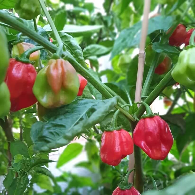 Caribbean Hot Pepper Seeds