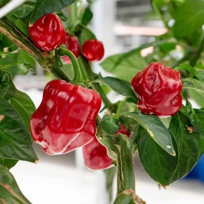Caribbean Red Seasoning Pepper