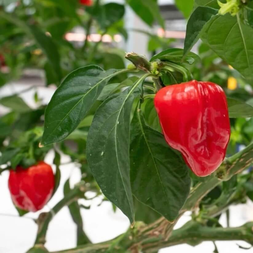 Caribbean Red Seasoning Pepper