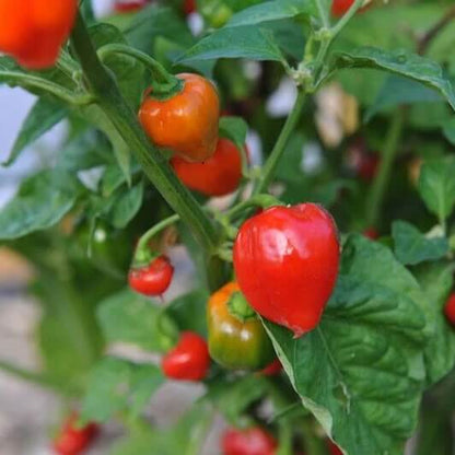 Caribbean Red Seasoning Pepper