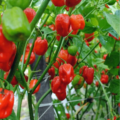 Caribbean Scotch Bonnet Chili Seeds