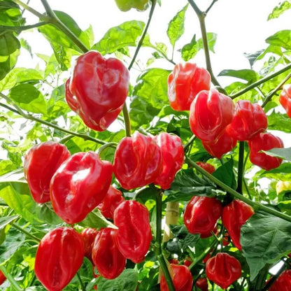 Caribbean Seasoning Pepper Seeds