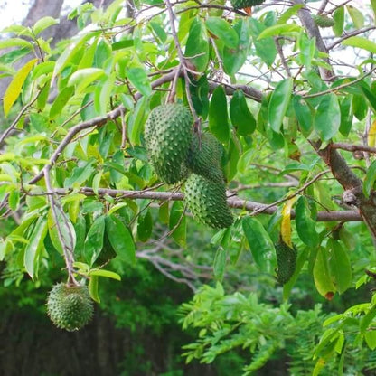 Caribbean Soursop Seeds