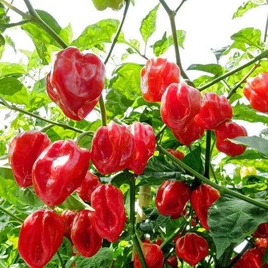 Caribbean Sweet Pepper Seeds