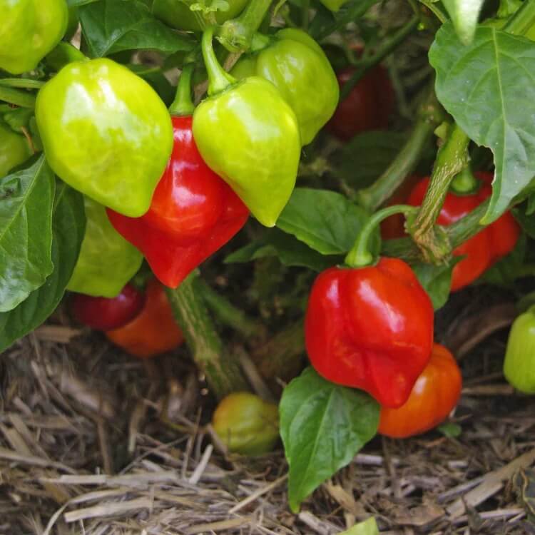 Caribbean Sweet Pepper Seeds