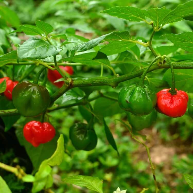 Caribbean Sweet Pepper Seeds
