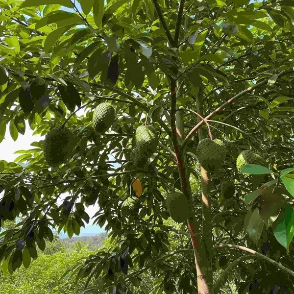 Caribbean strain Soursop Seeds