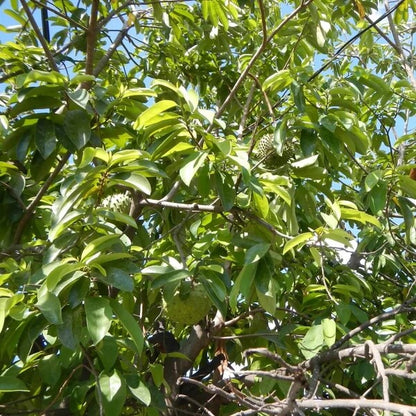 Caribbean strain Soursop Seeds