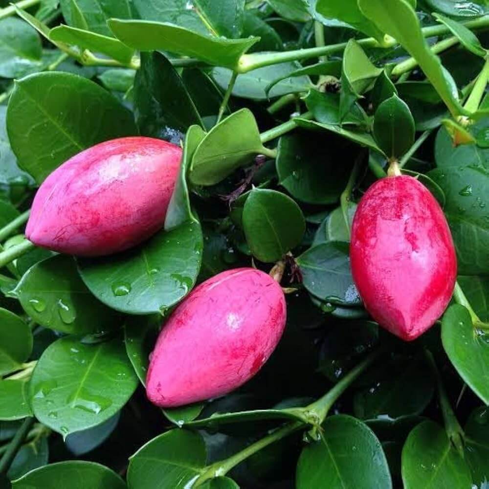 Carissa Macrocarpa Seeds - Heirloom Fruit Plant for Home Gardens