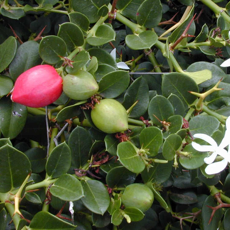 Carissa Macrocarpa Seeds - Heirloom Fruit Plant for Home Gardens