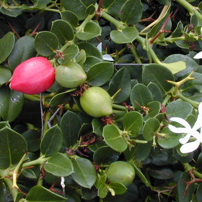 Carissa Macrocarpa Seeds - Heirloom Fruit Plant for Home Gardens