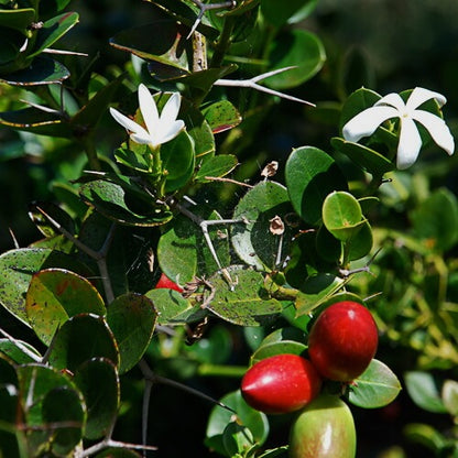 Carissa Macrocarpa Seeds - Heirloom Fruit Plant for Home Gardens