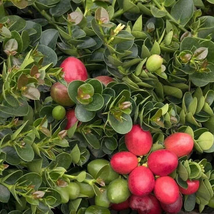 Carissa Macrocarpa Seeds - Heirloom Fruit Plant for Home Gardens