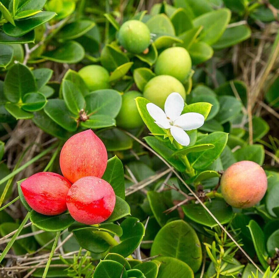 Carissa Macrocarpa Seeds - Heirloom Fruit Plant for Home Gardens