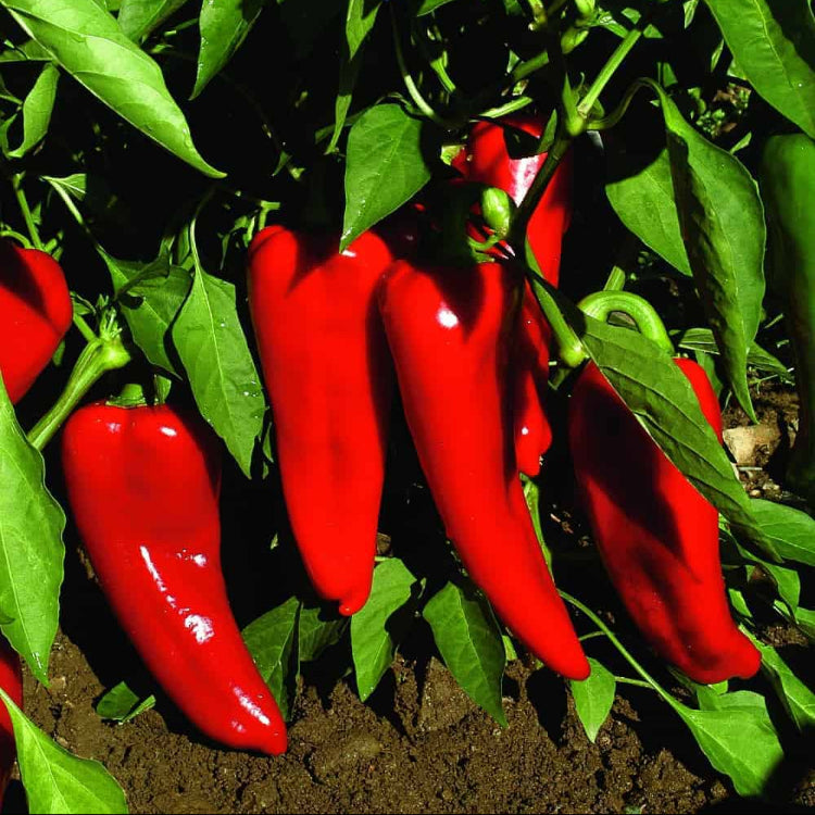 Carmen Pepper Seeds - Vegetable Plant