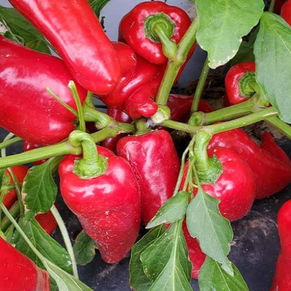 Carmen Pepper Seeds - Vegetable Plant