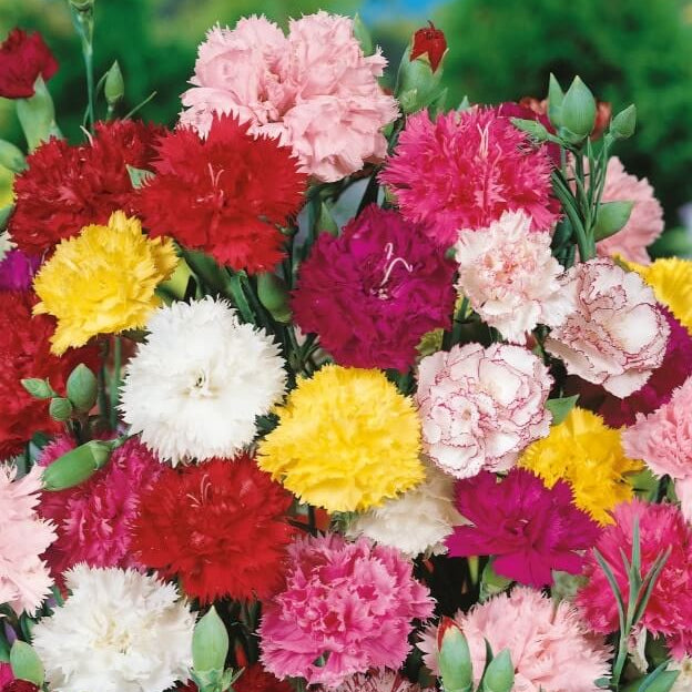 Carnation Seeds - Flower Plant