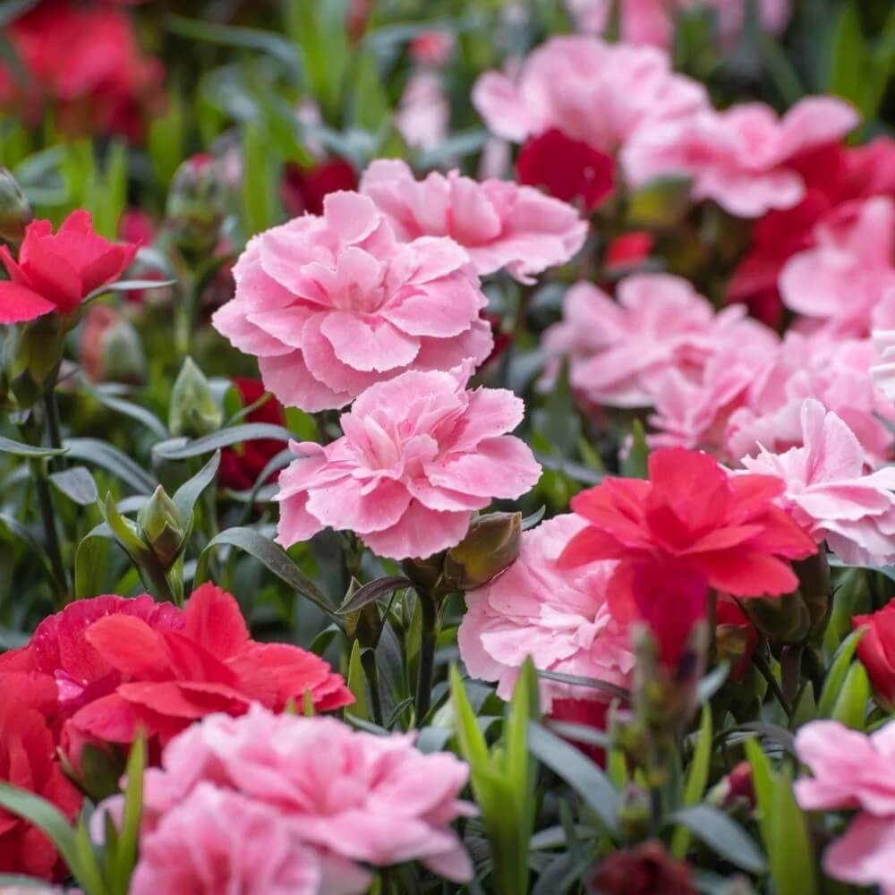Carnation Seeds - Flower Plant