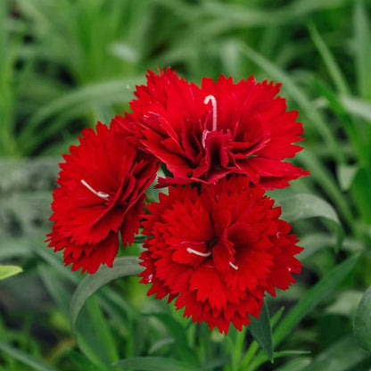 Carnation Seeds 