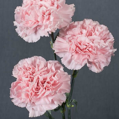 Carnation Seeds 