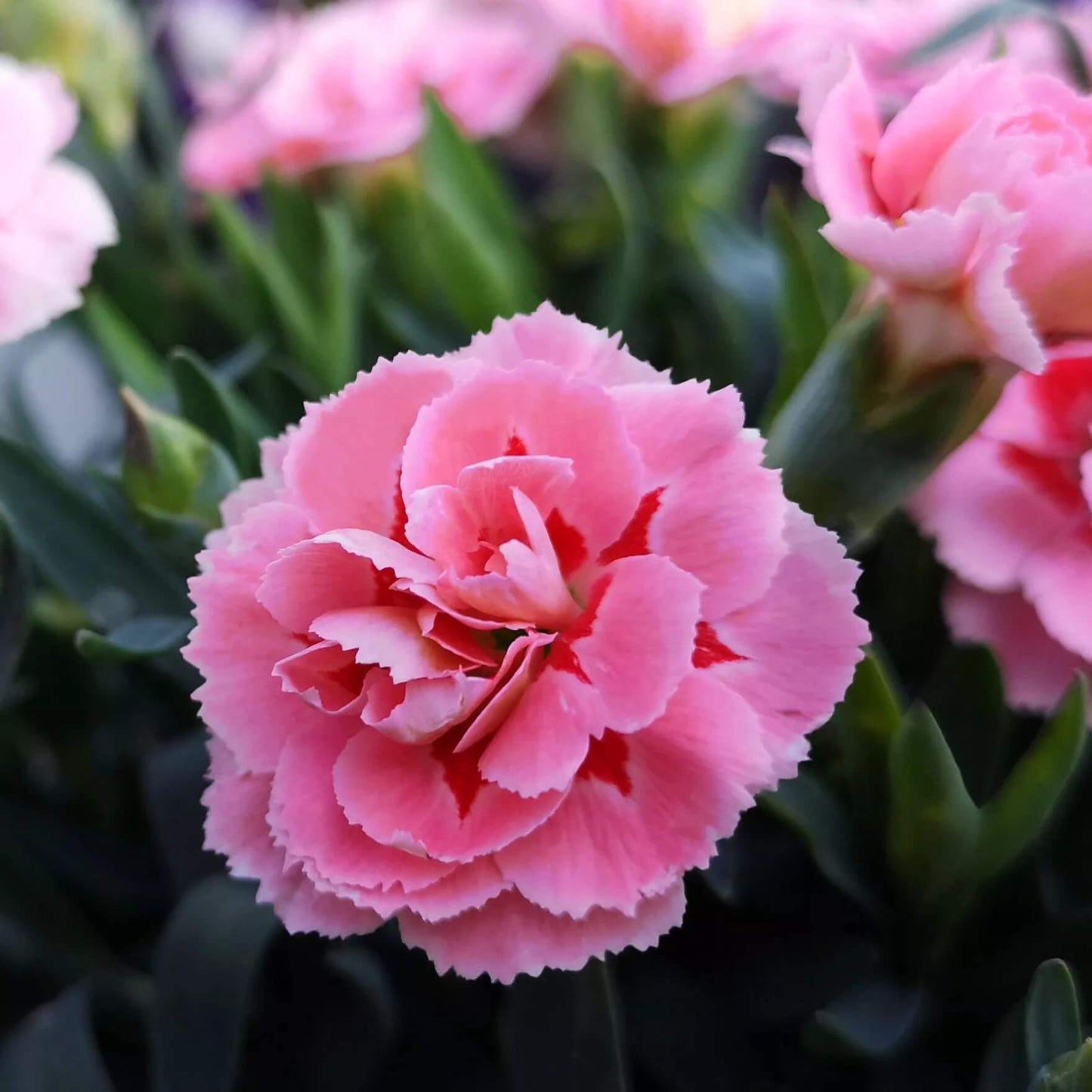 Carnation Seeds 