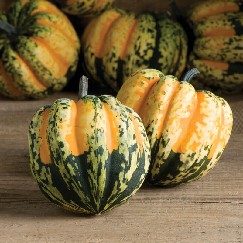 Carnival squash seeds - Vegetable Plant