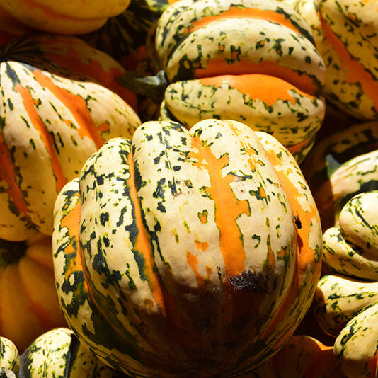 Carnival squash seeds - Vegetable Plant
