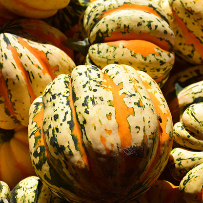 Carnival squash seeds - Vegetable Plant