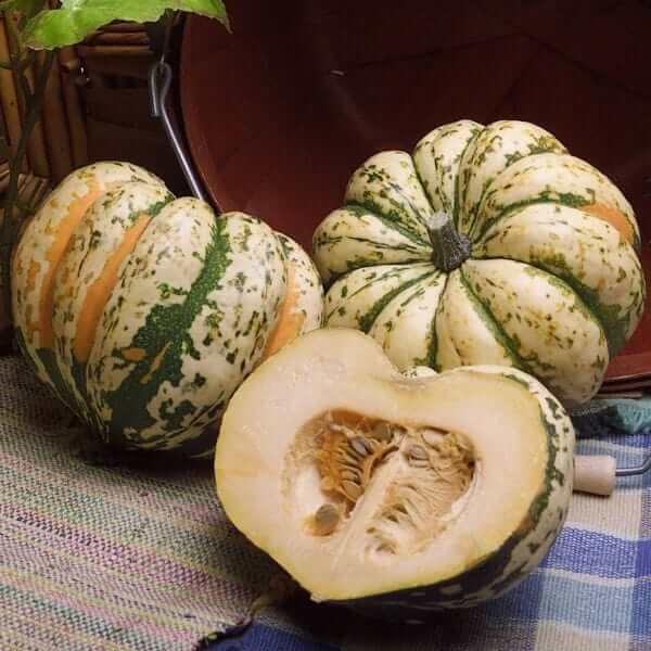 Carnival squash seeds - Vegetable Plant