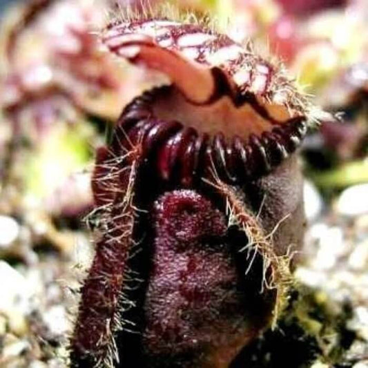 Carnivorous Albany Pitcher Plant Seeds – Carnivorous Plant Seeds for Home Gardens